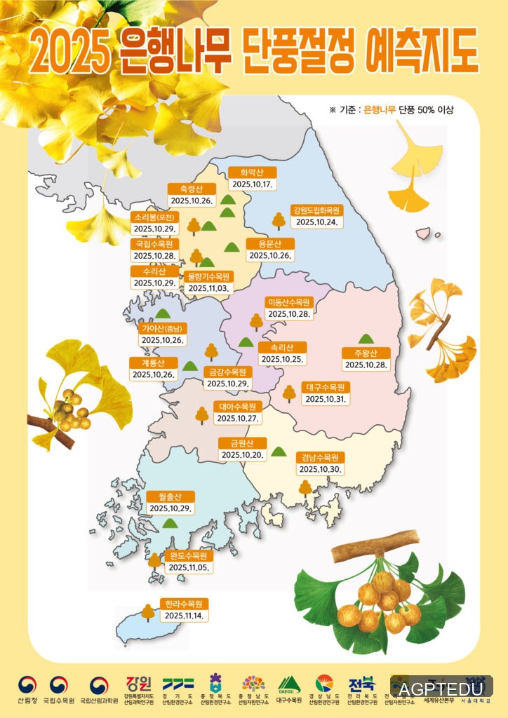2025단풍예측지도_은행나무